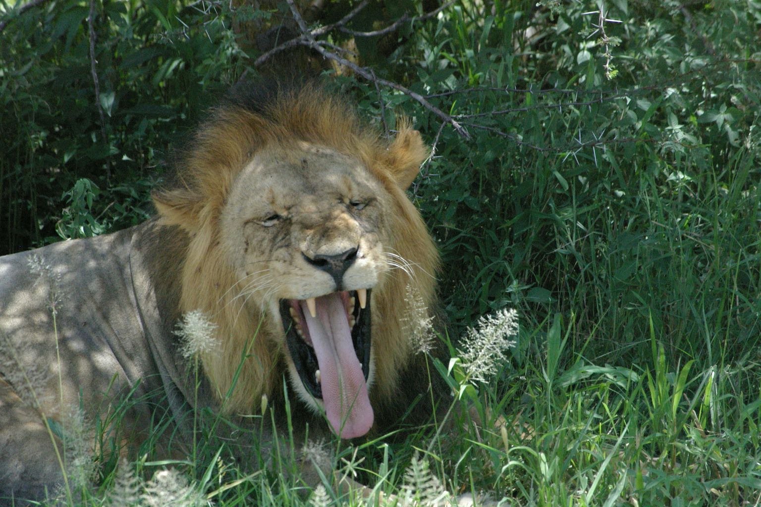 lion tongue Colors of Zanzibar
